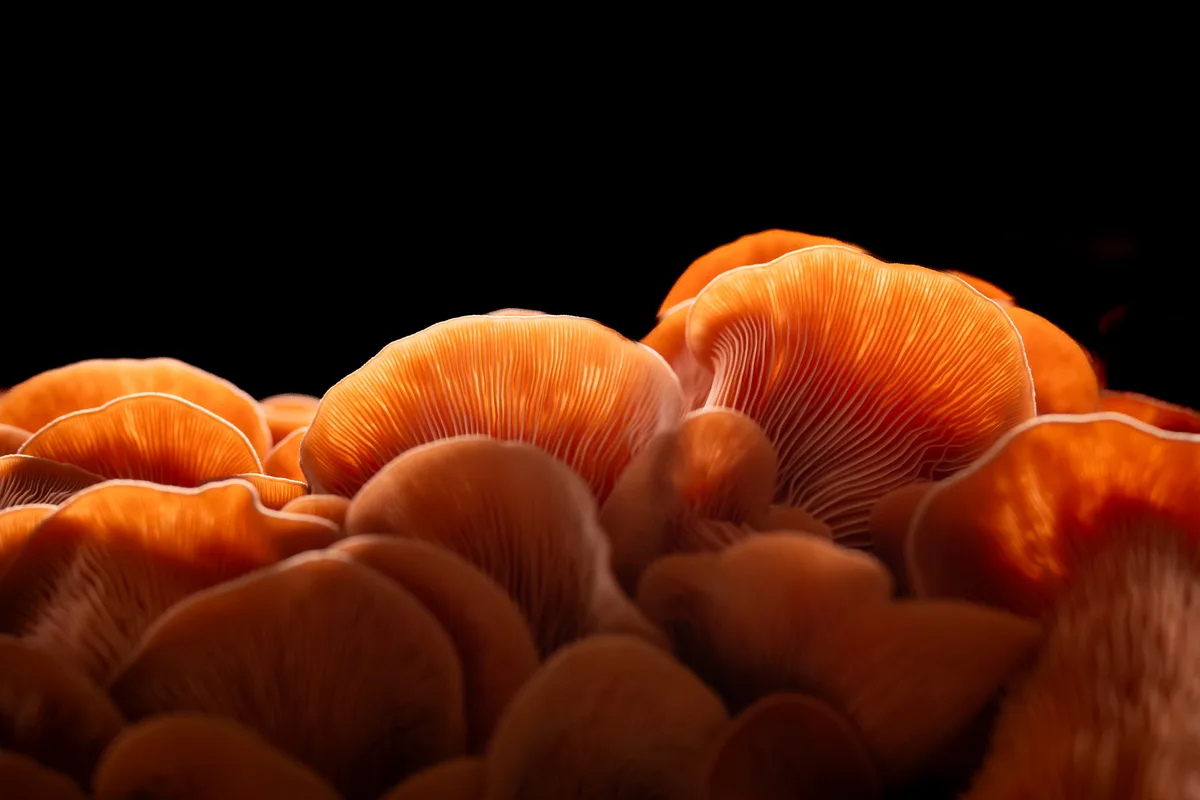 Je nach Blickwinkel sieht der Rosenseitling fast schon orange aus.